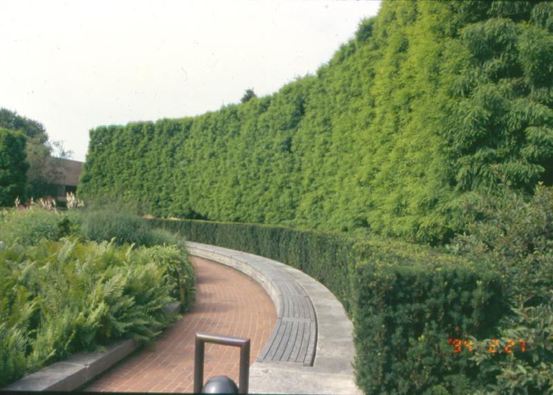 Shawnee Brave Baldcypress bushes around walkway